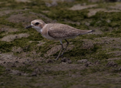 Greater Sandplover
Mai Po wetlands